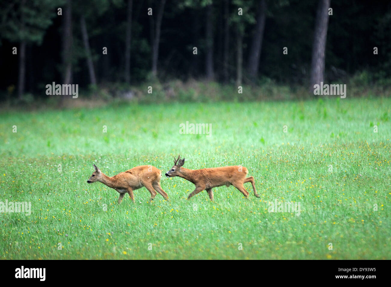 Rehe, Capreolus Capreolus, Klauentiere, neue Welt Hirsch, Rehbock, Trott, Tier, Tiere, Deutschland, Europa, Stockfoto
