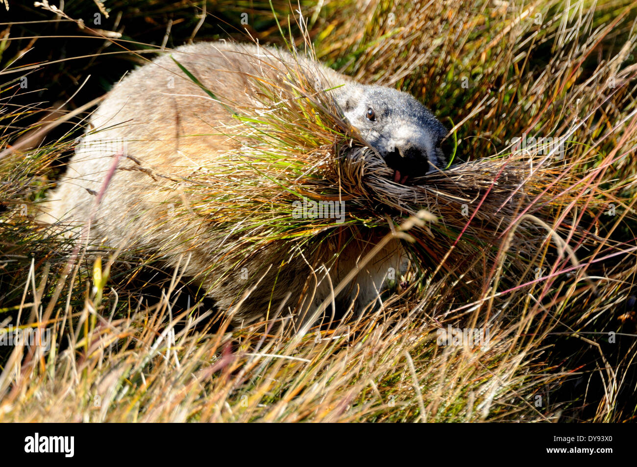 Murmeltier Nagetier Alpine Murmeltier Gopher Mankei Marmota Herbst
