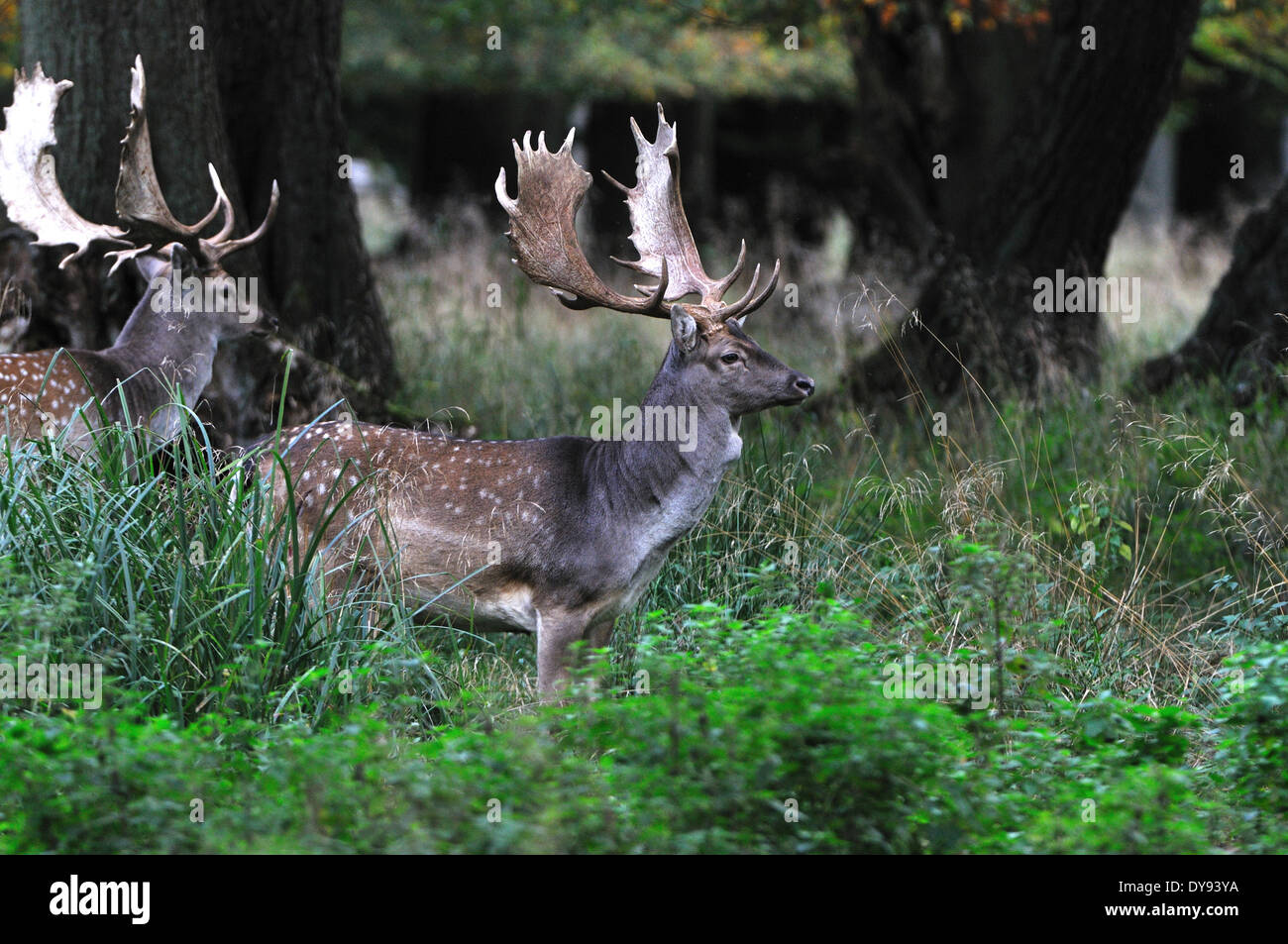 Damhirsche, Rehe, Hirsche, Hirsch, Klauentieren Tier, Geweih, Cervid, Dama Dama, Geweih, Tier, Tiere, Deutschland, Europa, Stockfoto