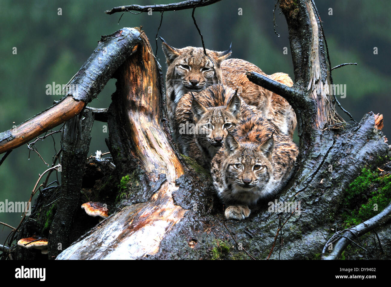 Luchs Katze Raubkatze Raubtier Katzen Wildkatze Großkatzen Luchse Pelztiere Winter Winter Luchs Lynx Lynx Eurasischen Luchs europäischen Schnee Stockfoto