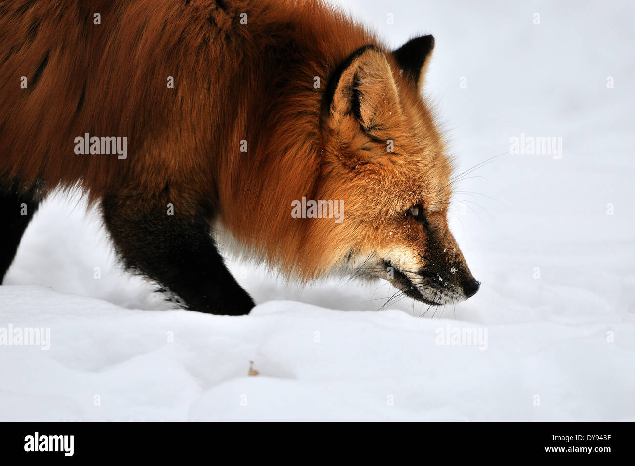 Rotfuchs fox Predator Caniden listige europäischen Fuchs Vulpes Vulpes Füchse Rotfuchs Winter Mantel Winter Haut Schnee Winter Tier anima Stockfoto