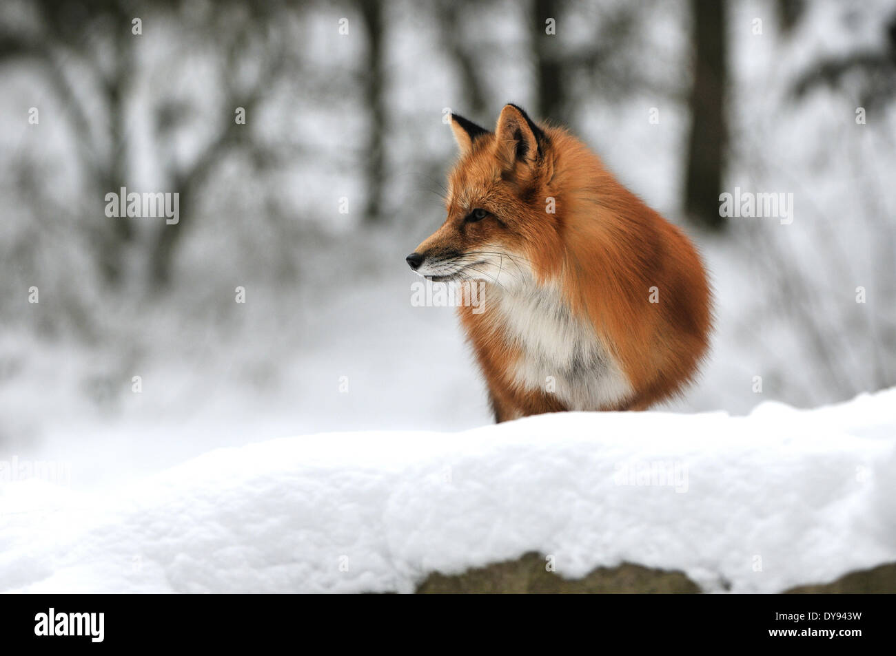 Rotfuchs fox Predator Caniden listige europäischen Fuchs Vulpes Vulpes Füchse Rotfuchs Winter Mantel Winter Haut Schnee Winter Tier anima Stockfoto