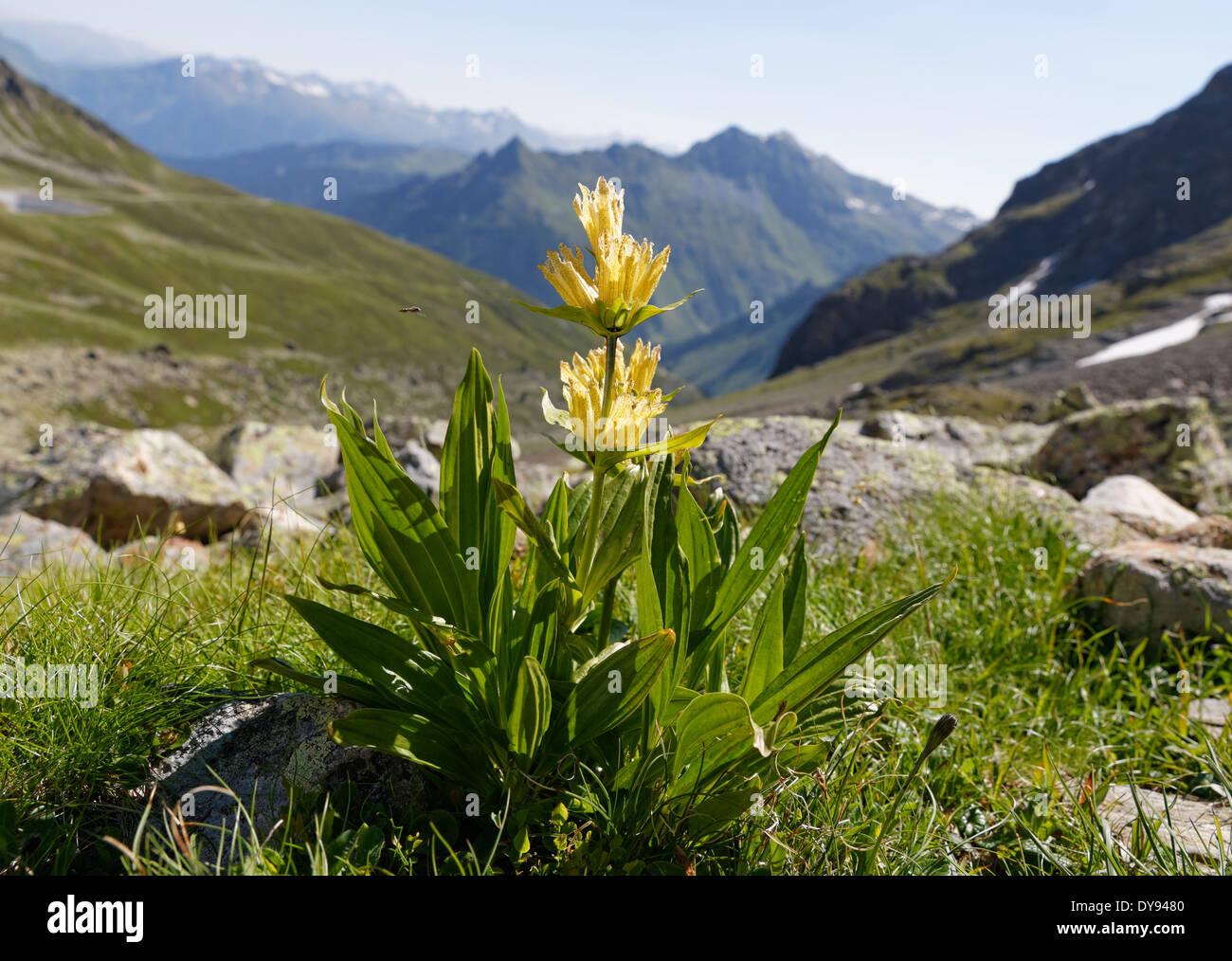 Österreich, Vorarlberg, Nahaufnahme von Gefleckter Enzian Stockfoto