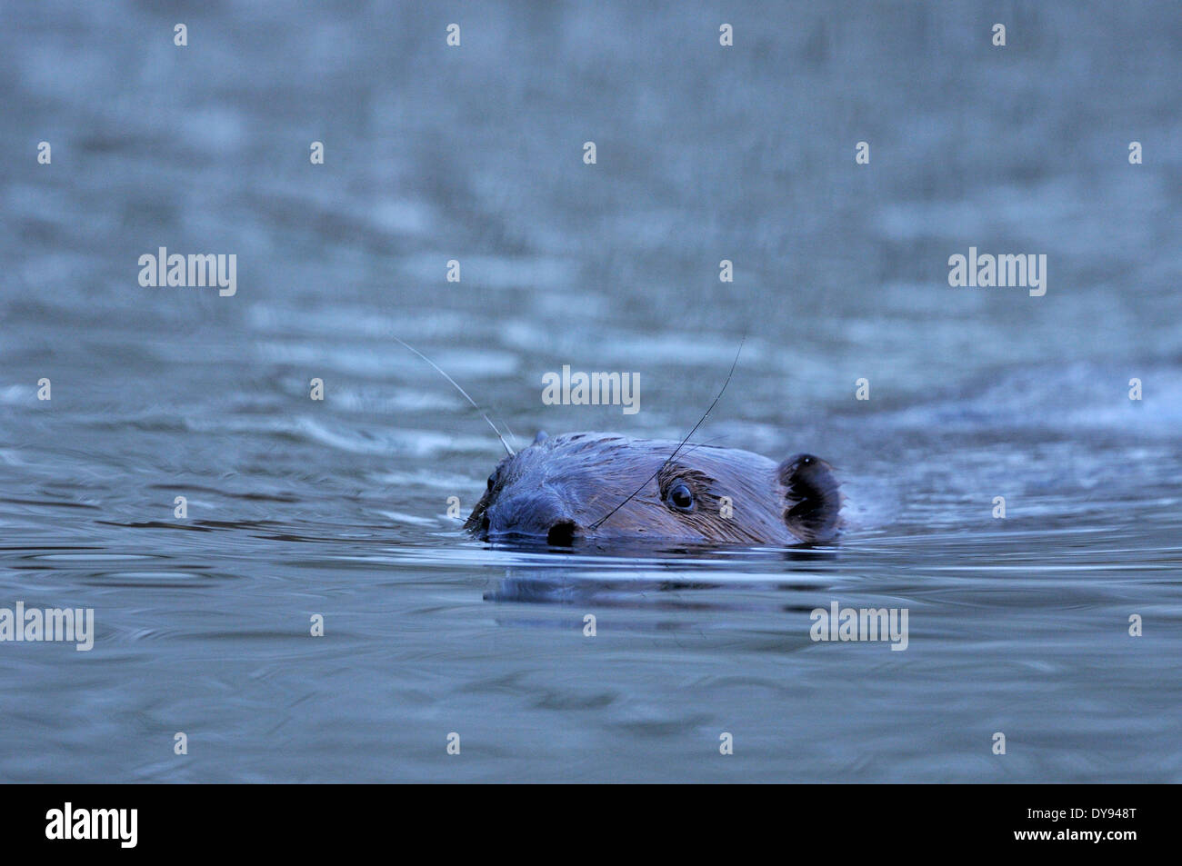 Biber Nager Castor Fiber Nagetier europäische Biber Säugetiere Nagetiere Biber schadet schwimmen Tier Deutschland Europa, Stockfoto