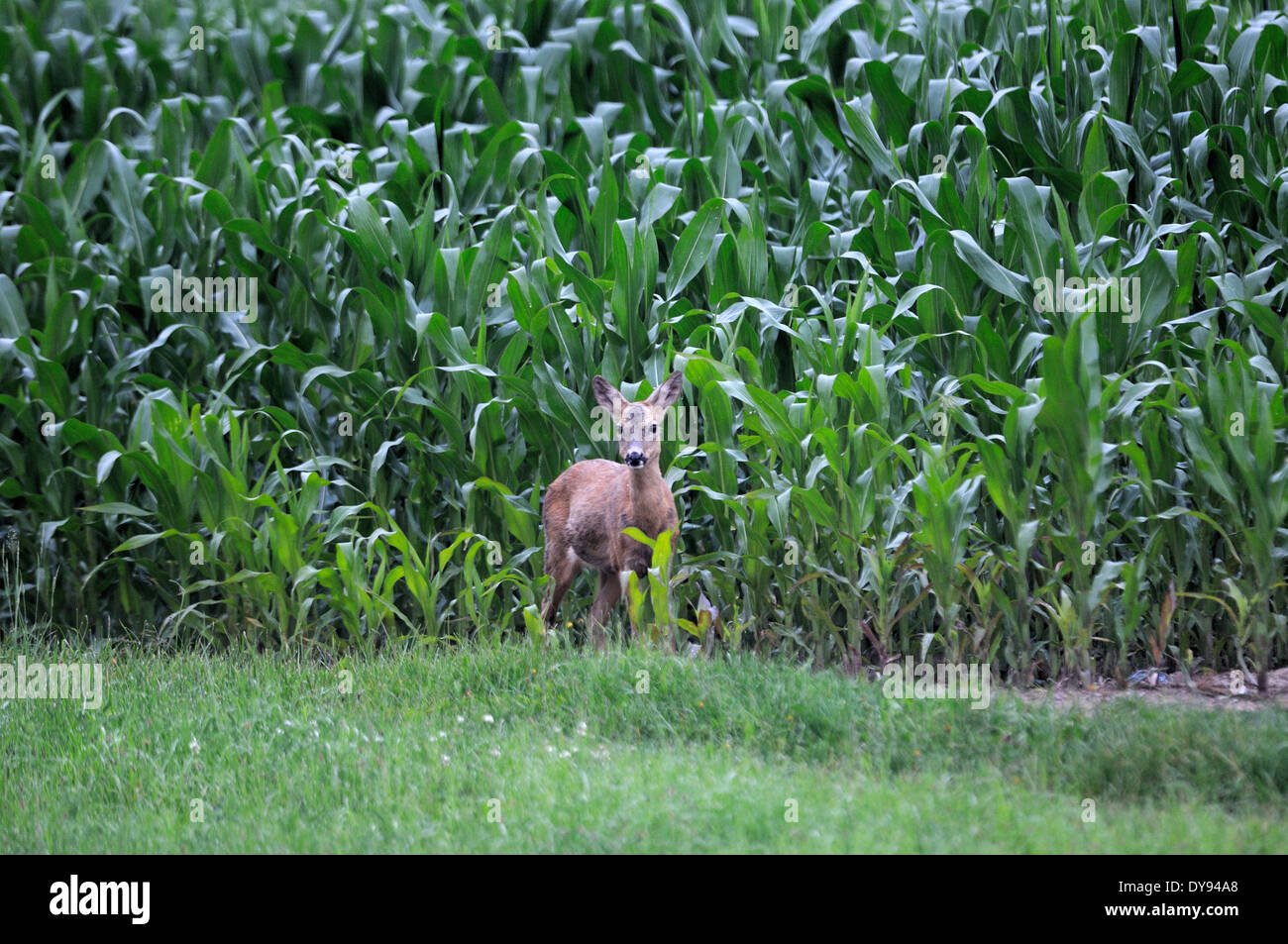 Rehe Capreolus Capreolus Paarhufern New World Hirsch Sommer rot Cervid Fütterung Mais Feld Tier Deutschland, Stockfoto