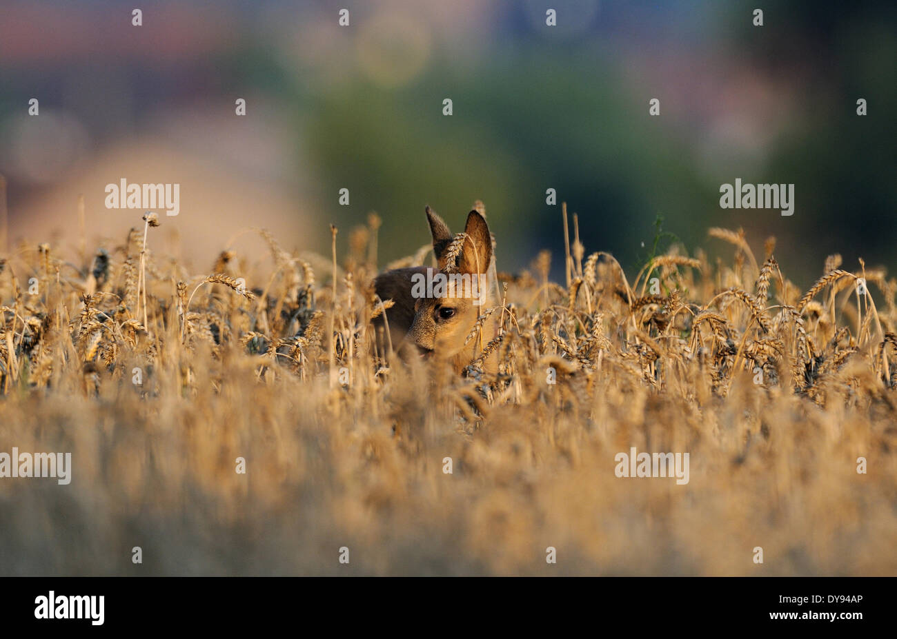 Rehe, Capreolus Capreolus, Klauentiere, neue Welt Reh, Sommer, rot, Cervid, Tier, Tiere, Deutschland, Europa, Stockfoto