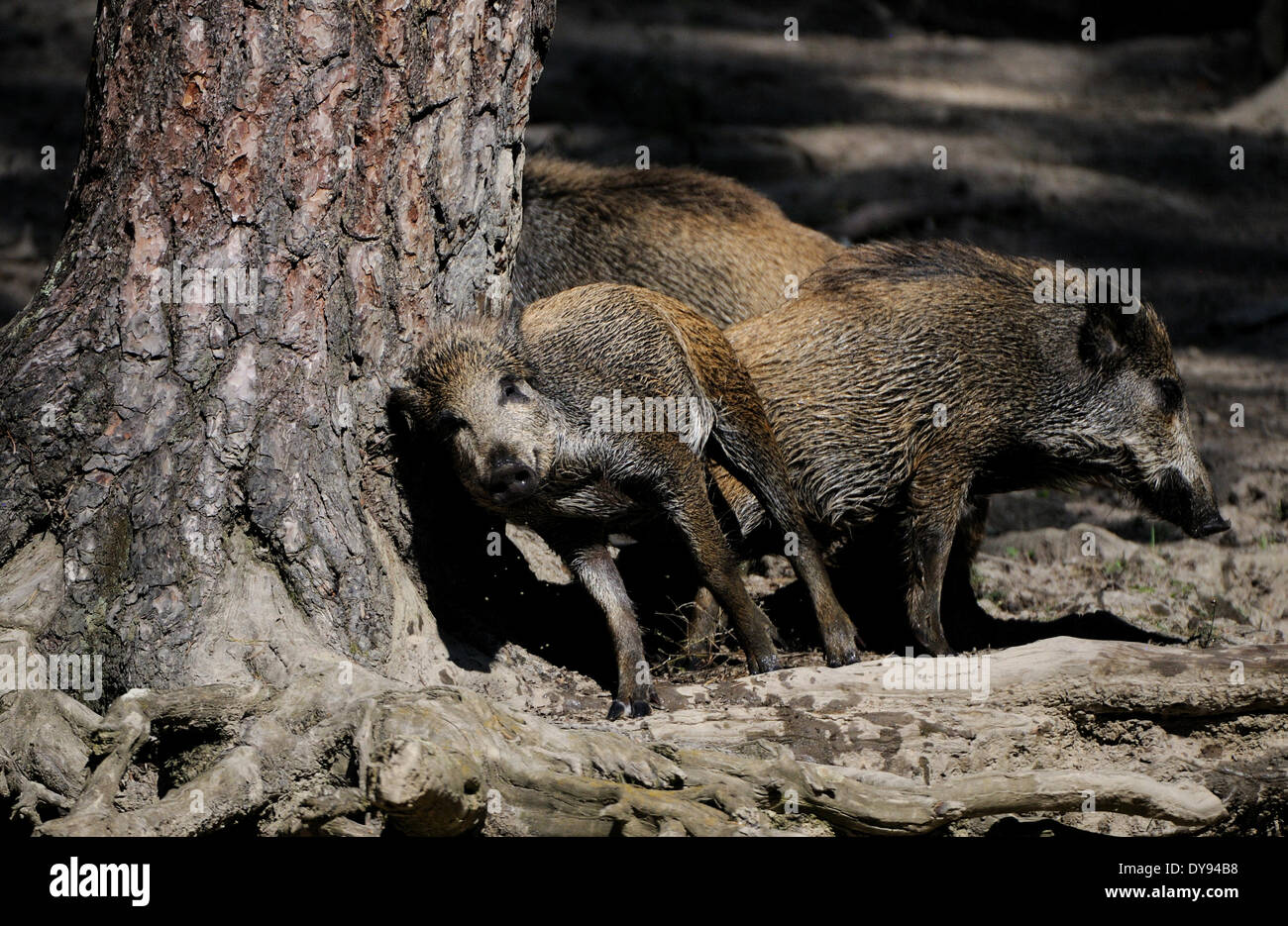 Wildschwein Sus Scrofa Scrofa Sau sät Wildschweine Klauentieren tierischen Schweinen Schwein Wirbeltiere Säugetiere Deserteure Wasser Tier ani Stockfoto