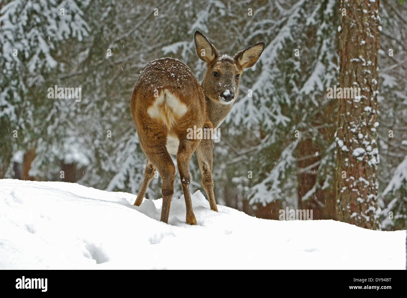 Rehe, Capreolus Capreolus, Klauentiere, neue Welt Hirsch, Tier, Tiere, Deutschland, Europa, Stockfoto