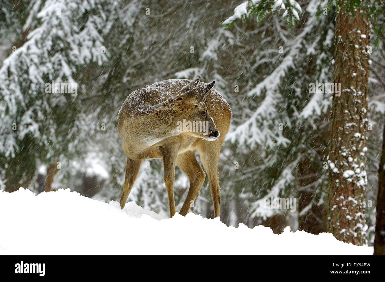Rehe Capreolus Capreolus Paarhufern New World Hirsch winter Rehe Winter Schnee Tier Deutschland Europa Stockfoto
