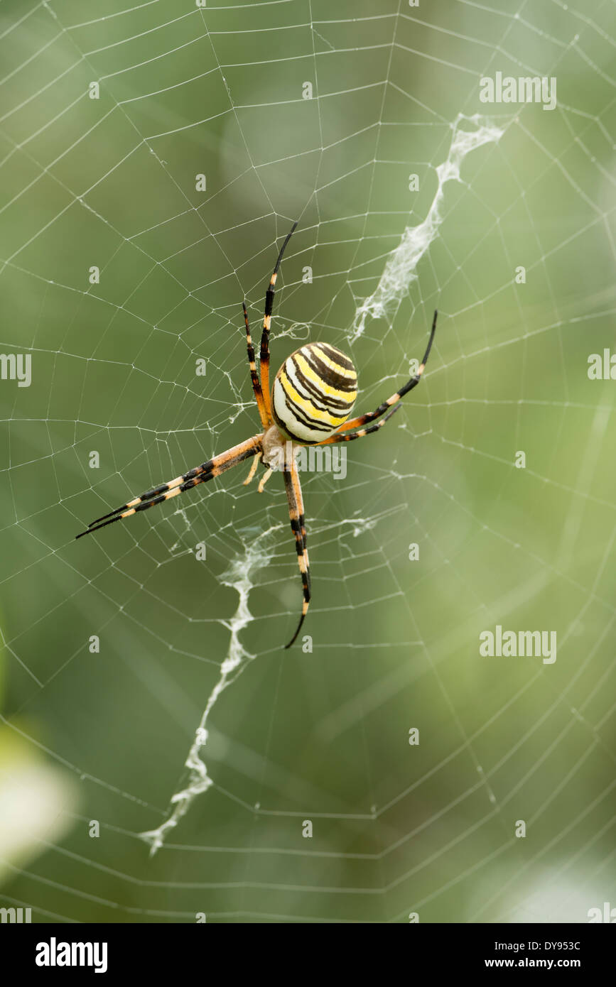 Wasp Spider (Argiope Bruennichi) in der Mitte des Spinngewebe wartet eine Beute zu verfangen, Spanien Stockfoto