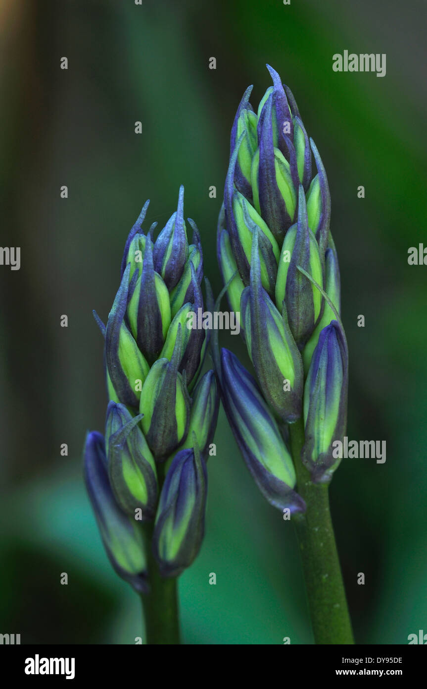Zwei Bluebell-Blüten in der Knospe UK Stockfoto