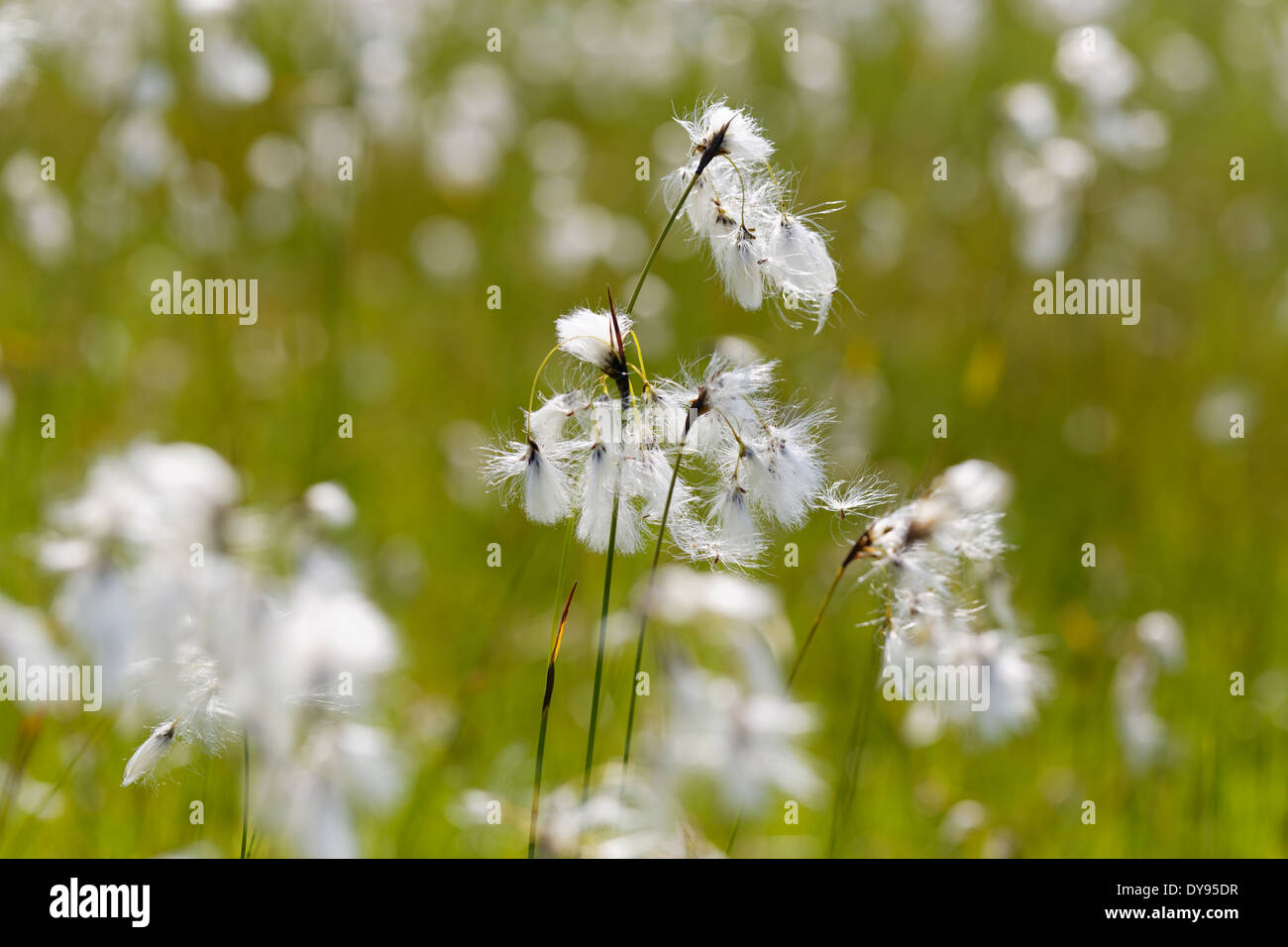 Deutschland, Bayern, Oberbayern, Broad-leaved Baumwolle Segge (Wollgras Latifolium) Stockfoto