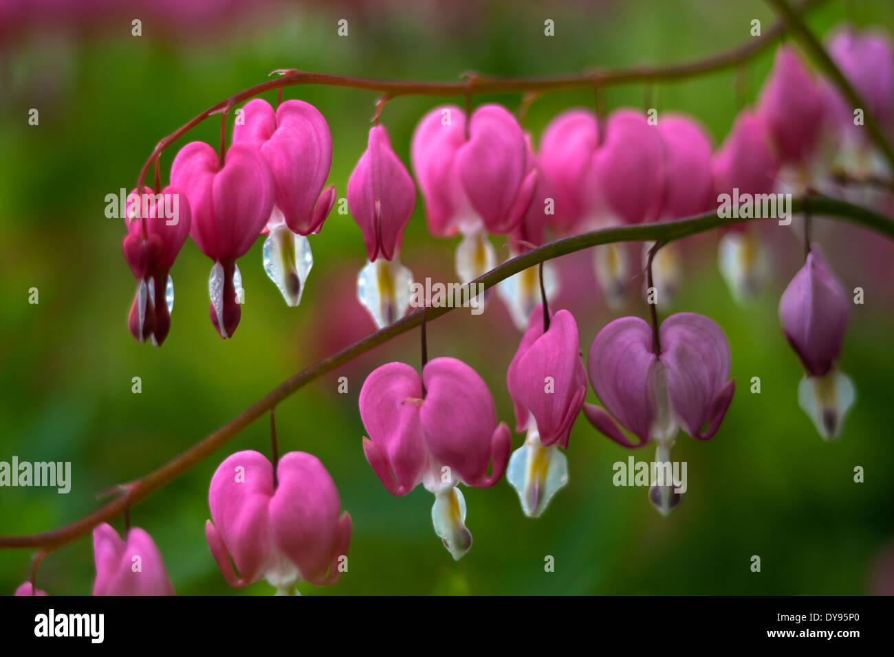 Deutschland, zwei Zweige der Leier-Blumen (Lamprocapnos Spectabilis) Stockfoto