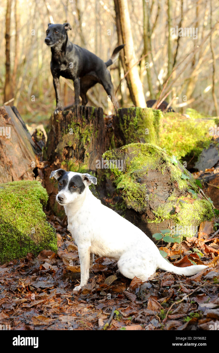 Weiße und schwarze Jack Russell Patterdale Hunde auf einem bemoosten Stein Stockfoto