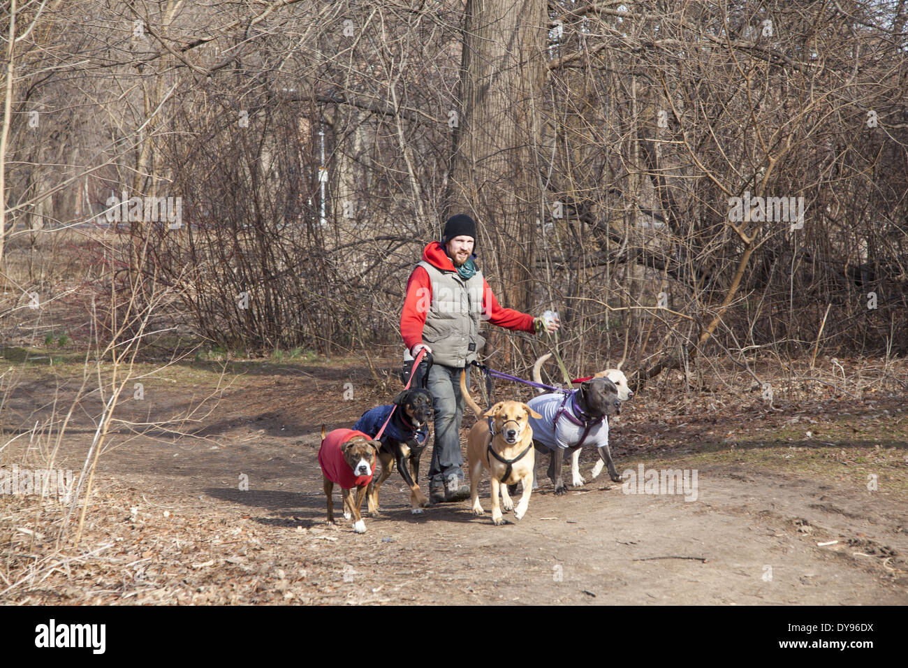 Professionellen Dogwalker in Prospect Park in Brooklyn, New York. Stockfoto