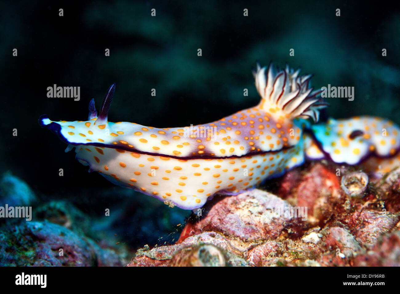 Oman, Daymaniyat Inseln Risbecia pulchella Stockfoto