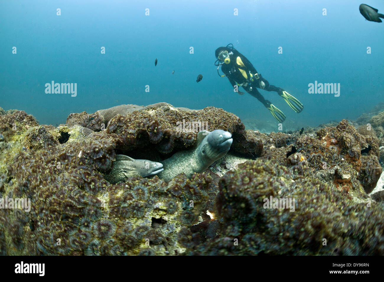 Oman, Daymaniyat Inseln, Taucher und Schlangenaale Muräne (Gymnothorax Thrysoideus) in front Stockfoto