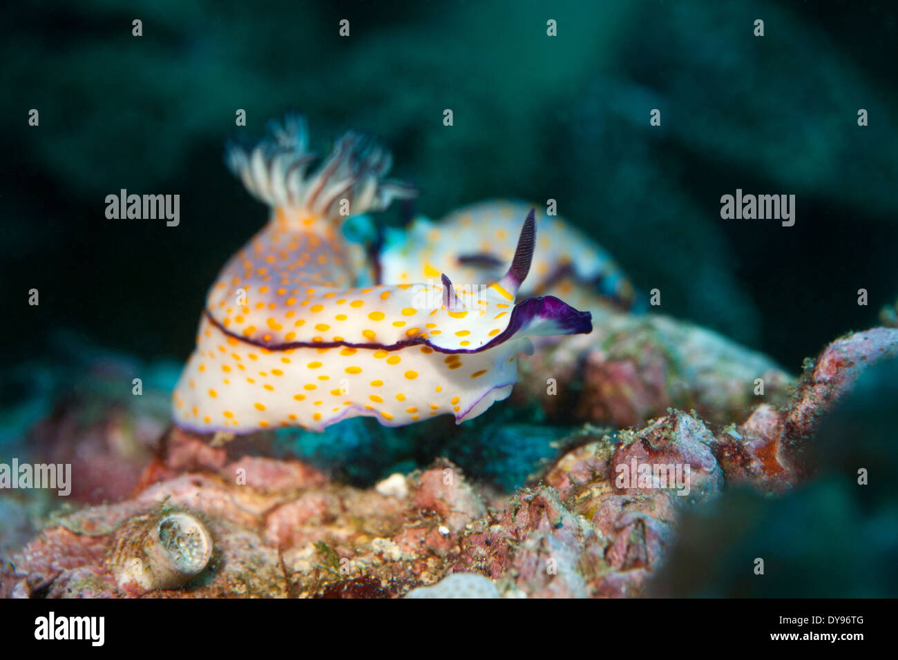 Oman, Daymaniyat Inseln Risbecia pulchella Stockfoto