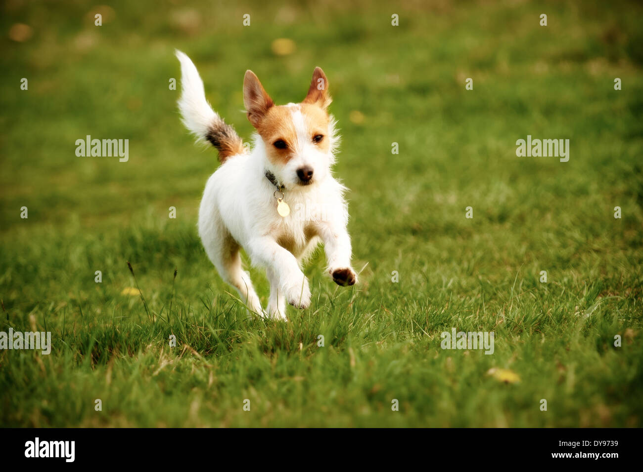 Welpen Jack Russell spielt in einem Feld. Stockfoto