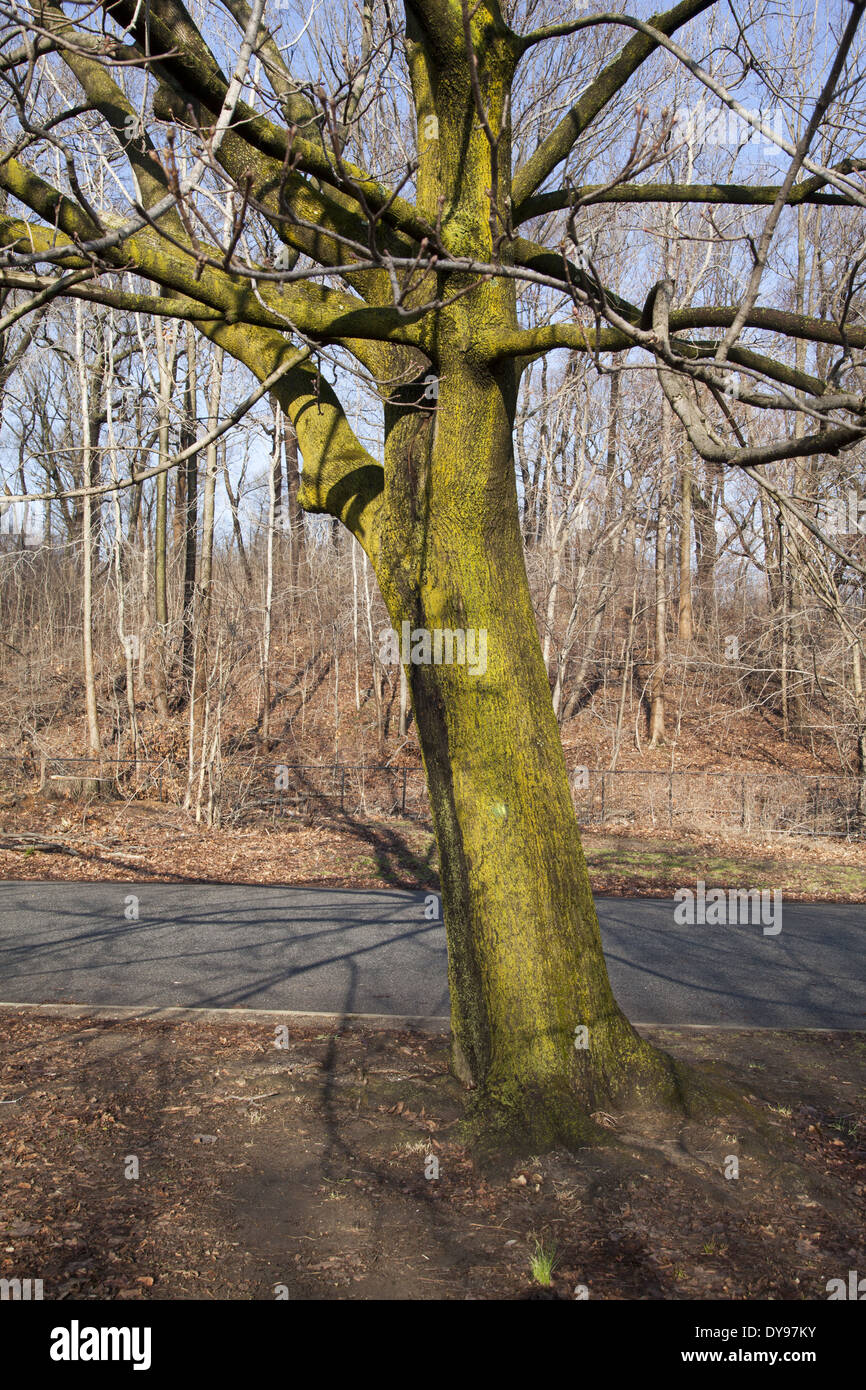 Baumstamm in Flechten im Prospect Park, Brooklyn, NY abgedeckt. Stockfoto