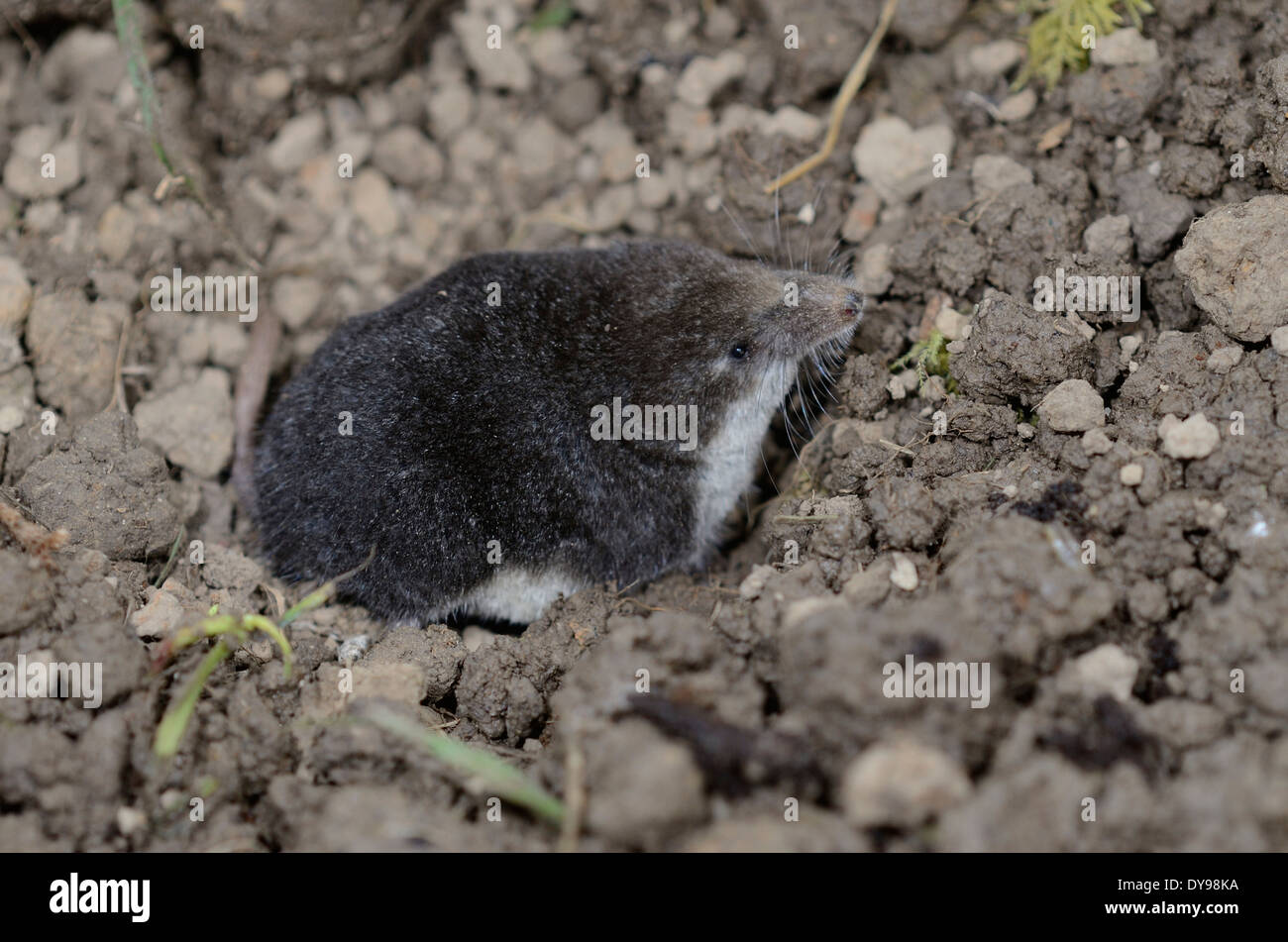 Eine Wasser-Spitzmaus UK Stockfoto