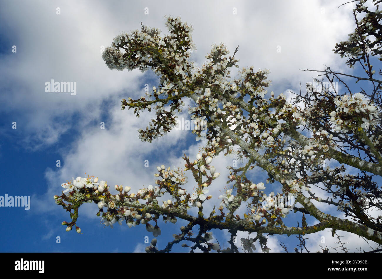 Prunus Spinosa (Schlehe) Stockfoto