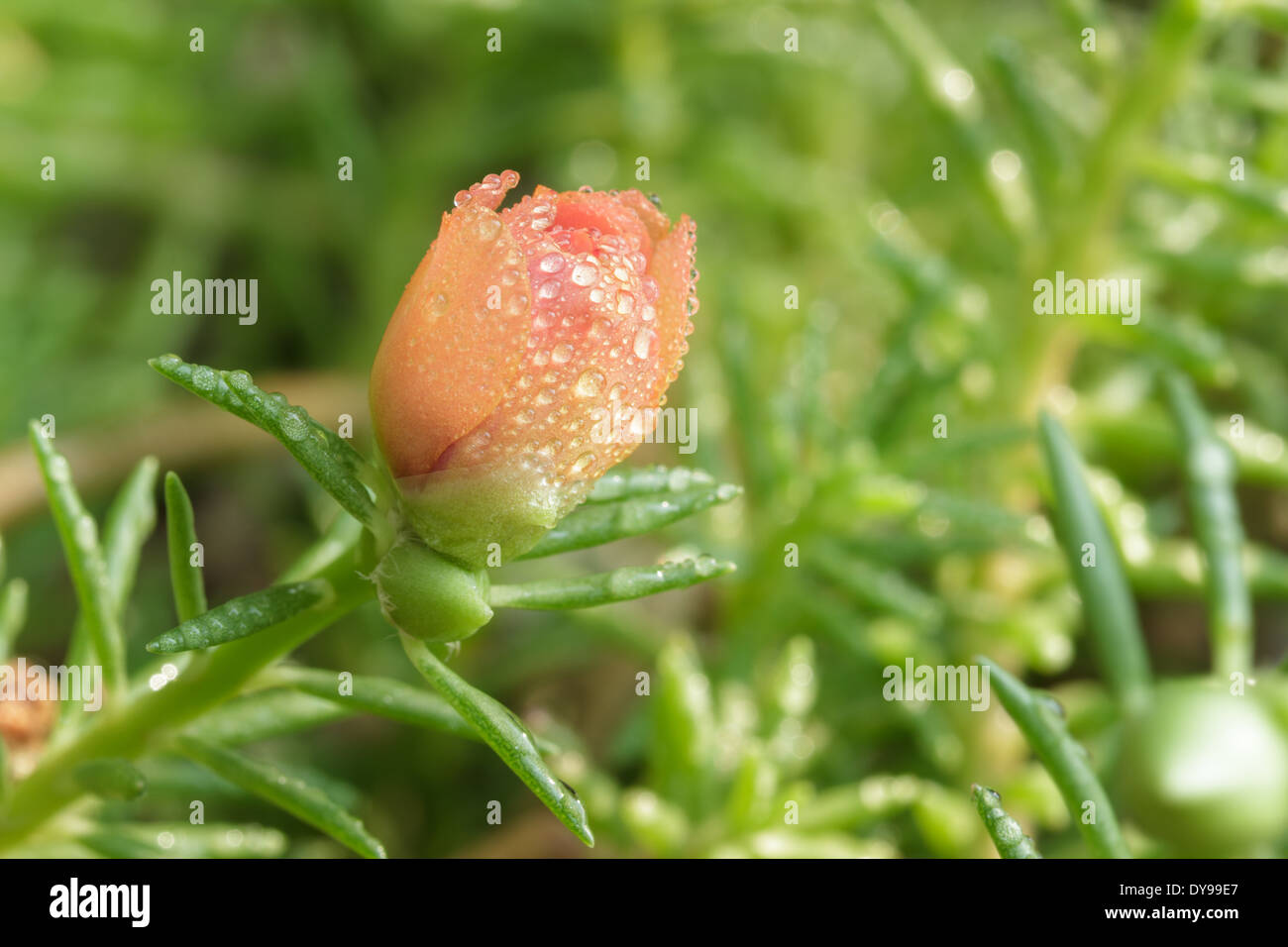 Portulak Blütenknospe im Garten. Stockfoto