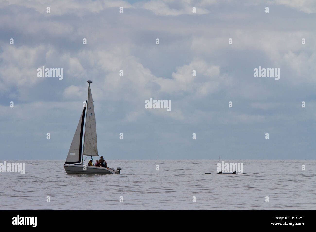 Eine Familie in einem kleinen Segelboot am Golf von Mexiko mit zwei Flasche Nase Delphin Schwimmen direkt hinter ihnen Segeln Stockfoto