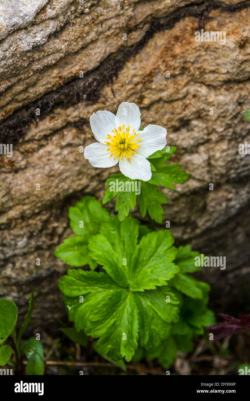 Eine einzelne Kugel Blume Wildblumen in Banff Nationalpark, Alberta, Kanada. Stockfoto