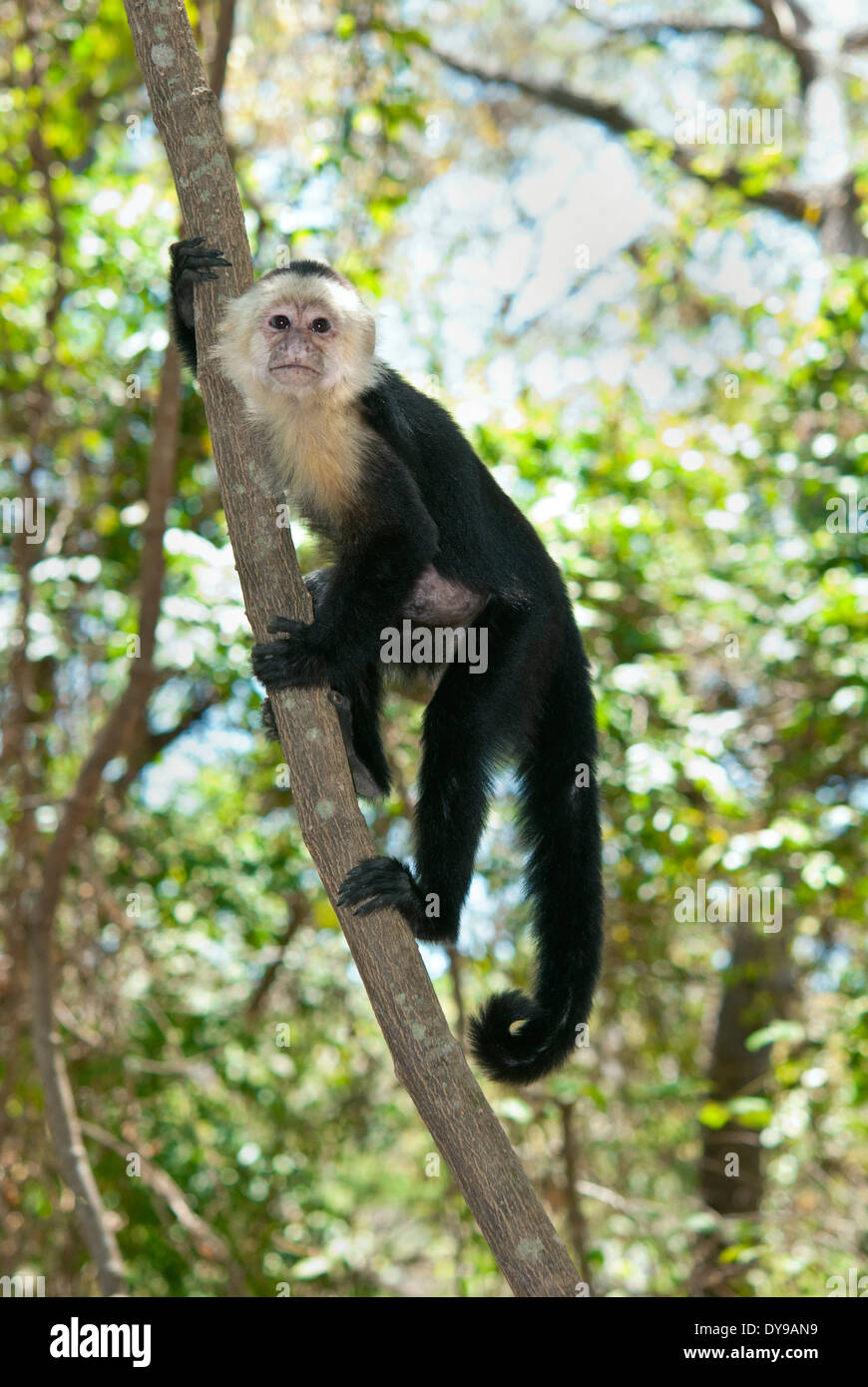 White-faced Capuchin Affen (Cebus Capucinus) auf einem Baum in Costa Rica Stockfoto