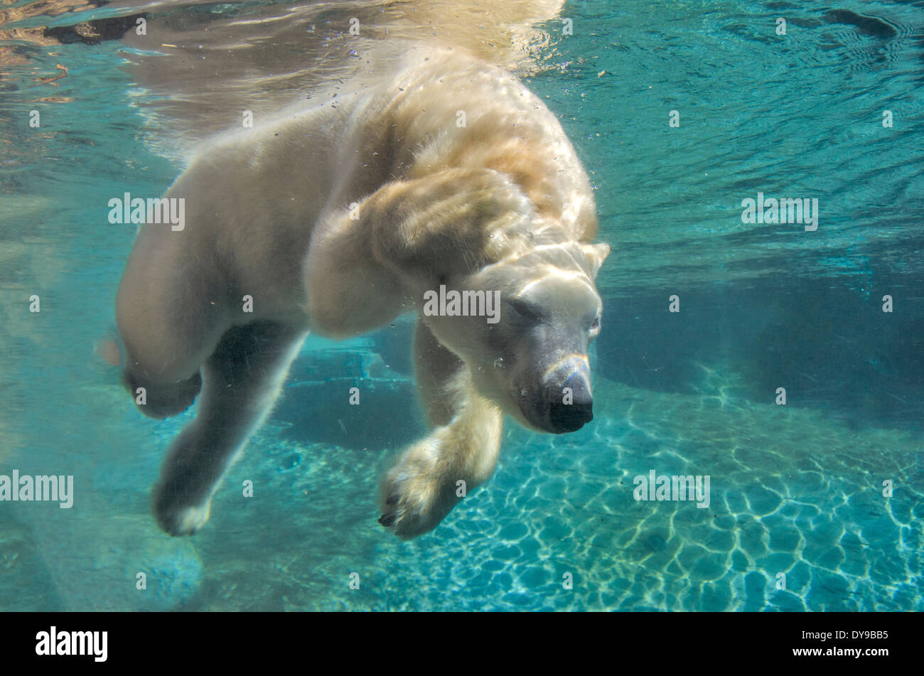 Eisbär, Schwimmen, Unterwasser, Bär, Tier Stockfoto