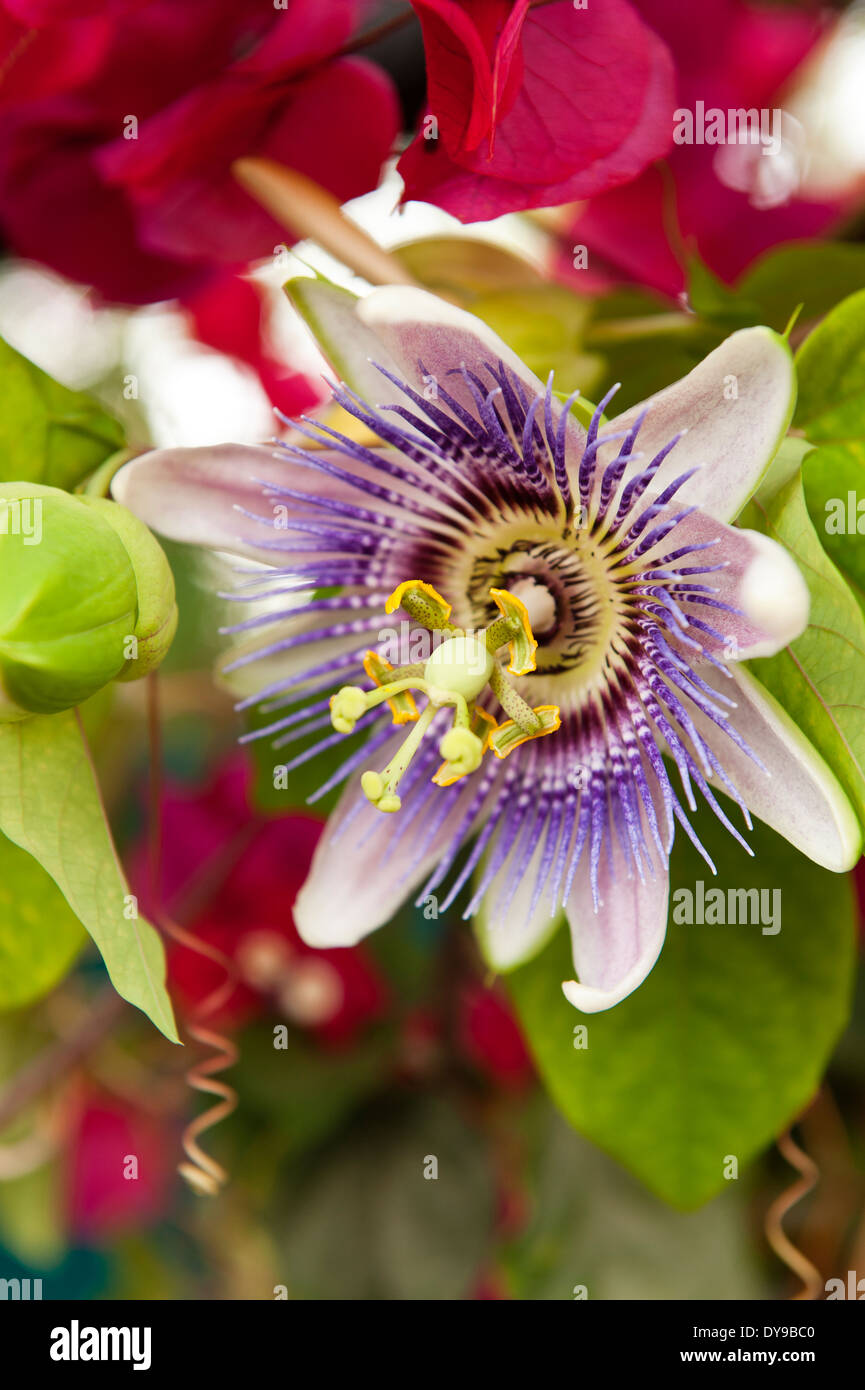 Nahaufnahme der Passionsblume, Passiflora Stockfoto
