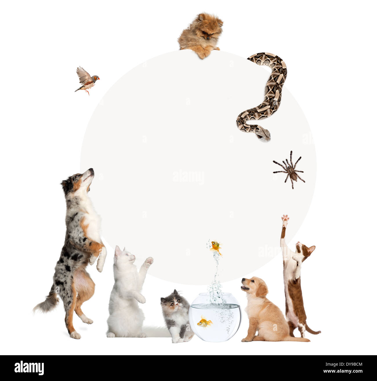 Gruppe von Haustieren, die rund um einen grauen Kreis vor weißem Hintergrund Stockfoto