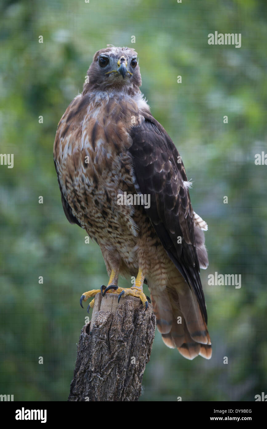 rot-Tail Falke, Buteo Jamaicensis, Hawk, Pol, Vogel, USA, USA, Amerika, Stockfoto