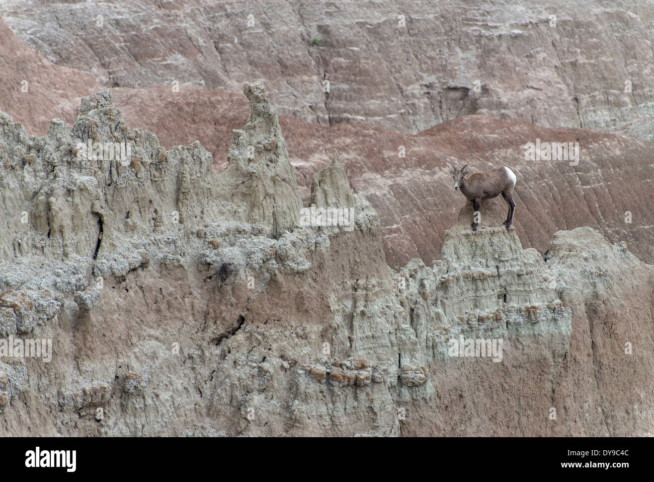 Dickhornschafe, Ovis Canadensis, Badlands, Nationalpark, South Dakota, USA, USA, Amerika, Tier Stockfoto