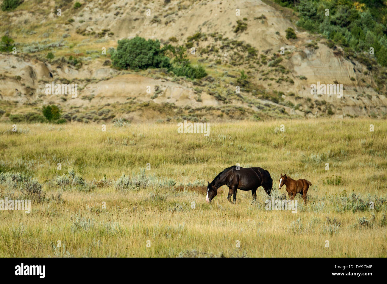 Wildpferde, Theodore Roosevelt Nationalpark, North Dakota, USA, USA, Amerika, Pferd, Wild, Prärie, frei Stockfoto