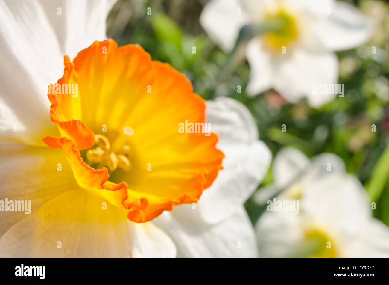 Corona entspringen Sie weiße Narzisse Narcissus Rosenstrauss Blumen Garten mit orange leuchten auf Blütenblätter Stockfoto