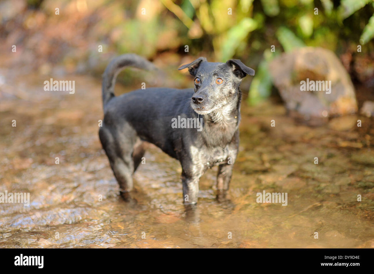 Kleiner schwarzer Hund in einem stream Stockfoto