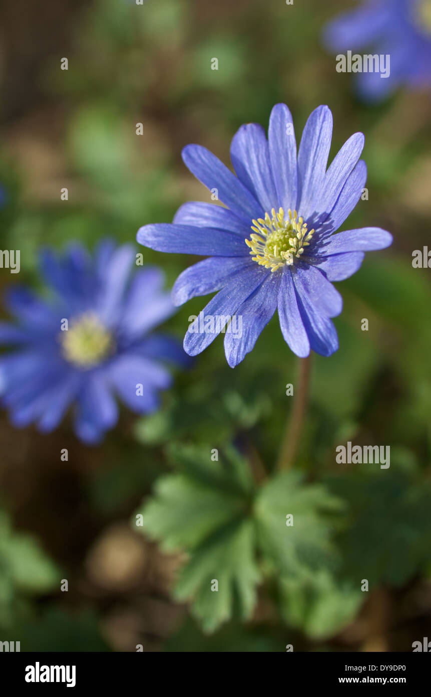 Anemone Blanda Blüten öffnen sich in hellen Frühlingssonne Stockfoto