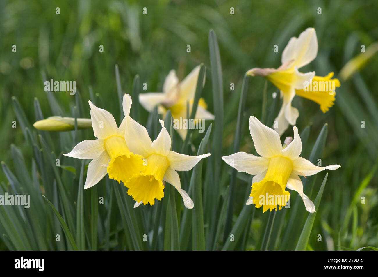 Wilde Narzissen Fastenzeit Lilien wachsen lange Gras genannt. Stockfoto
