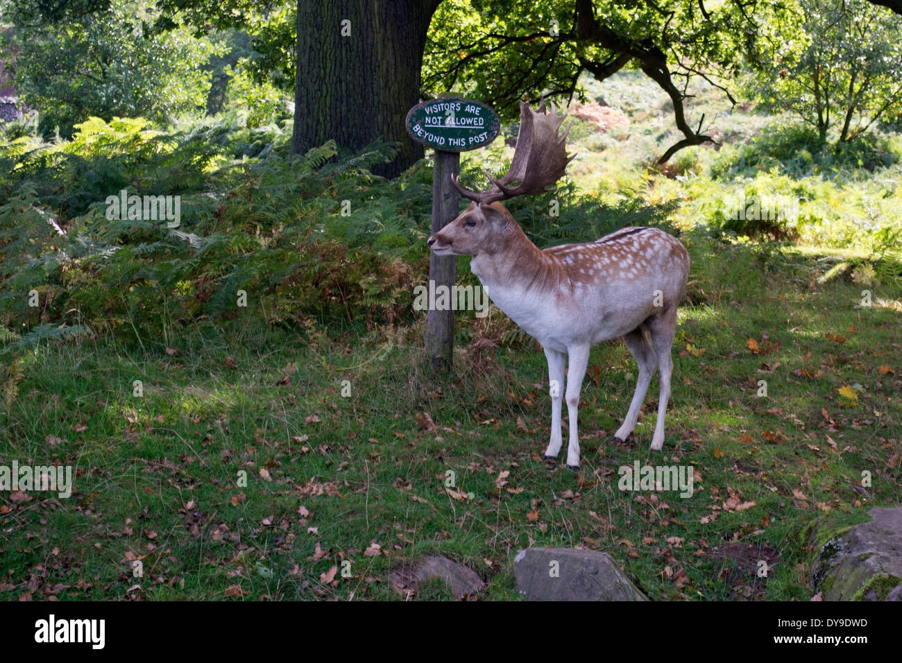 Damwild auf dem Gelände des Bradgate Park, Leicestershire Stockfoto