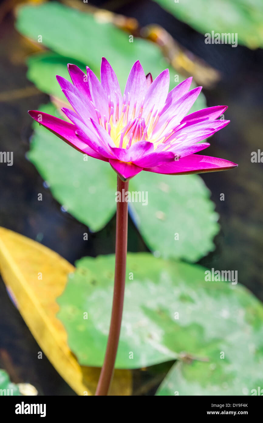 Rosa Lotusblume in einem Thailand-See Stockfoto