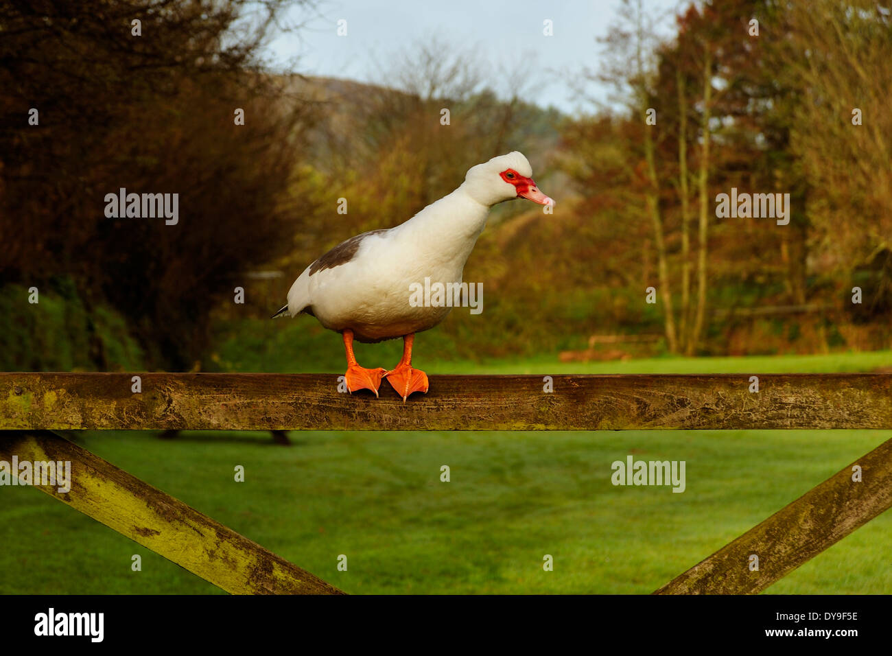 EINE EINZELNE ENTE AUF EINEM HOF Stockfoto