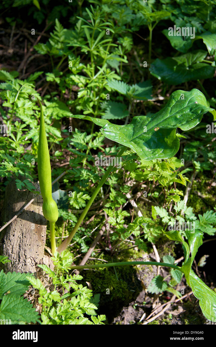 Arum Maculatum wächst in einem Waldgebiet in Surrey im April Stockfoto