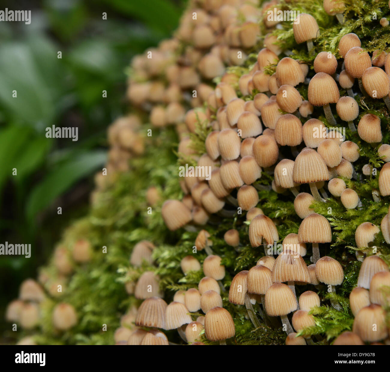 Kleine winzige Pilze im Wald Baum wächst Moos uk Stockfoto