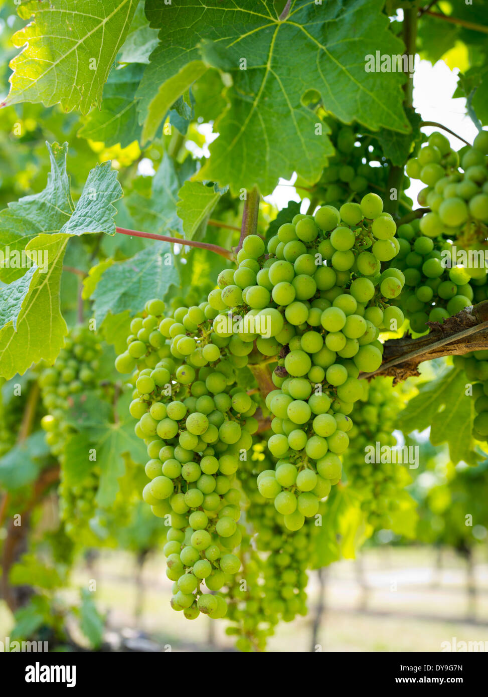 Detailansicht der Traube Pflanzen wachsen in einem Weinberg auf Waiheke