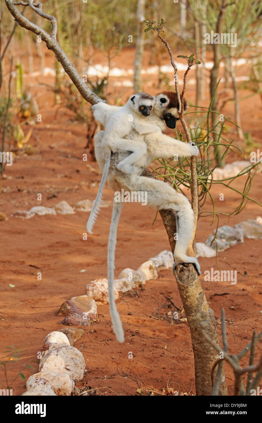 Verreaux Sifaka (Propithecus Verreauxi). Mutter und junge in Berenty Private Reserve, Madagaskar. Stockfoto