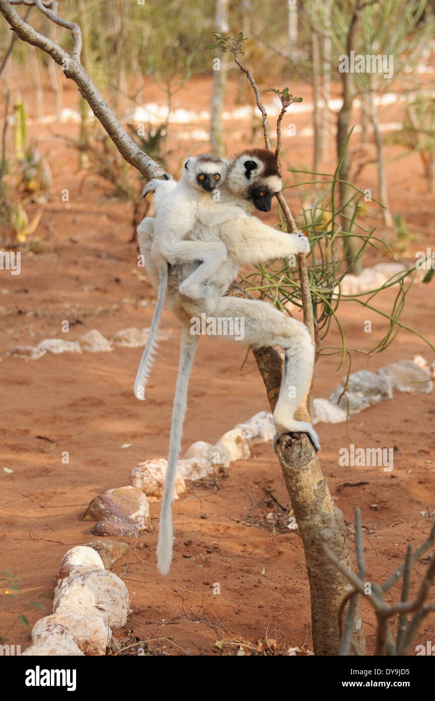 Verreaux Sifaka (Propithecus Verreauxi). Mutter und junge in Berenty privat-Reserve. Stockfoto