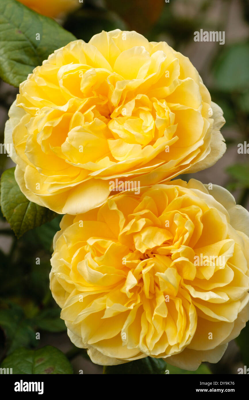 Weiche gelbe Blüten der englischen Rose "Charlotte" Stockfoto
