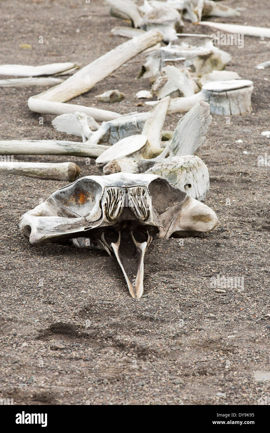 Das Skelett eines kleinen Schnabel Wals auf Livingston Insel auf der antarktischen Halbinsel. Stockfoto